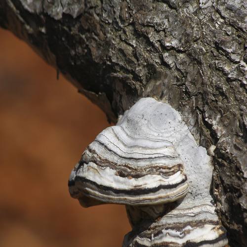 Piptoporus betulinus