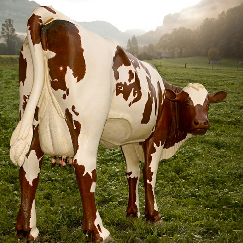Pink Floyd cow